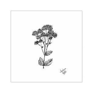 Carimbo De Borracha Carimbo, Arte Botânica, Sedum Plant