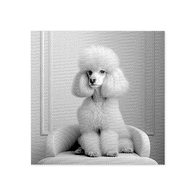 CARIMBO DE BORRACHA DE PINK POODLE (Impressão)