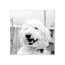 Fotos Personalizadas de Animais de Estimação em Es