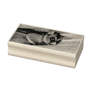 CARIMBO DE BORRACHA POSSUM QUEENSLAND AUSTRÁLIA