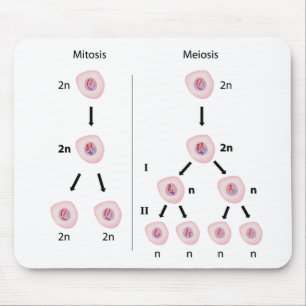 Cariocinese contra o mousepad da meiose