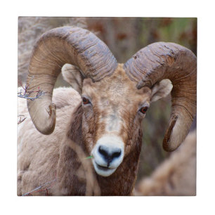 Carneiro Bighorn das Montanhas Rochosas