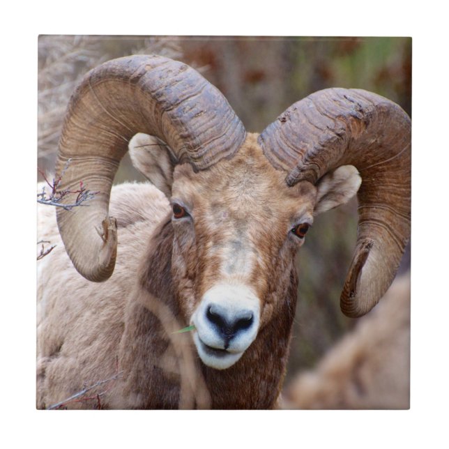 Carneiro Bighorn das Montanhas Rochosas (Frente)