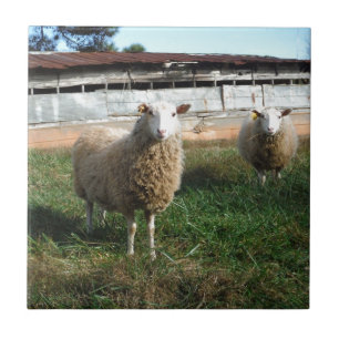 Carneiros brancos novos na fazenda