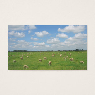 Carneiros no cartão com fotos pequeno do pasto