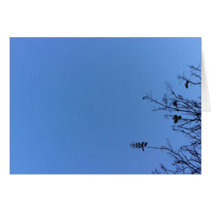 Carolina Blue, cartão