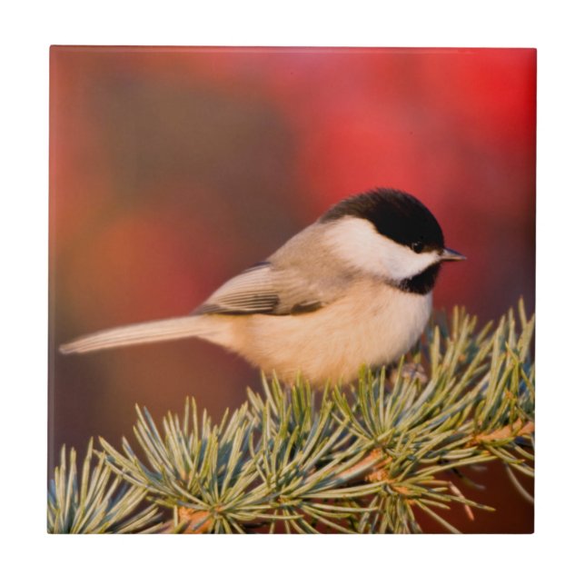 Carolina Chickadee em Blue Atlas Cedar (Frente)
