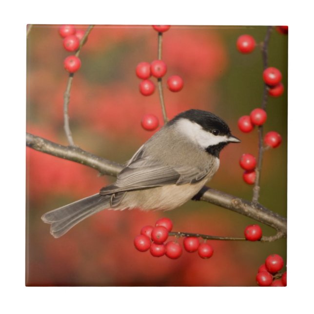 Carolina Chickadee no arbusto Common Winterberry (Frente)