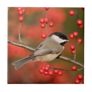 Carolina Chickadee sobre o arbusto do Morango Comu