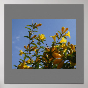 Carolina Jasmine Poster