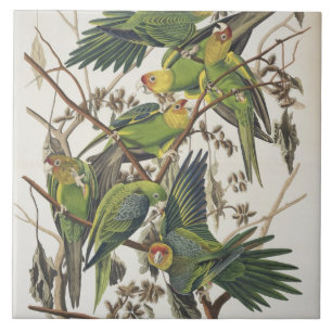 Carolina Parakeet, de 'Birds of America', 1829