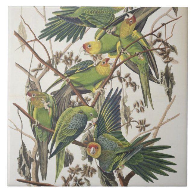 Carolina Parakeet, de 'Birds of America', 1829 (Frente)