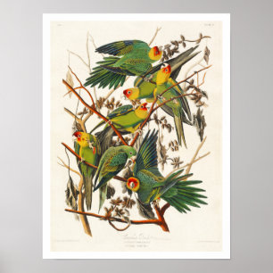 Carolina Parrot por Audubon Poster