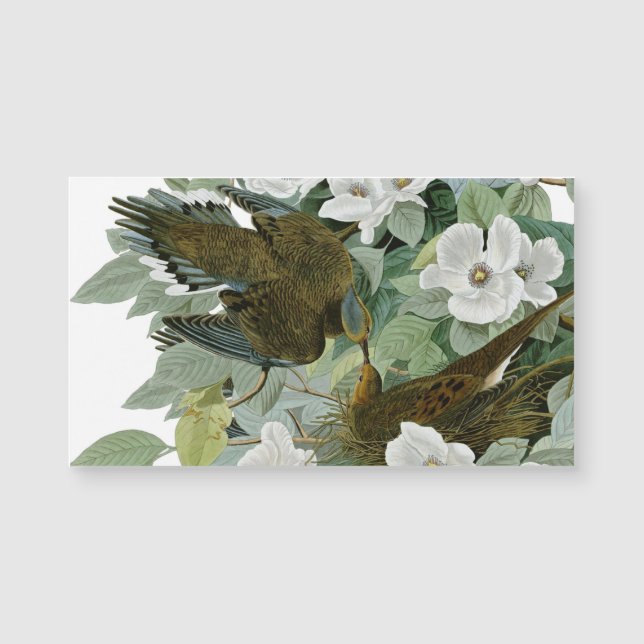 Carolina Pigeon Audubon Morning Dove (Frente)