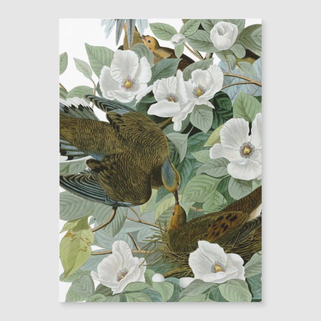 Carolina Pigeon Audubon Morning Dove (Frente)