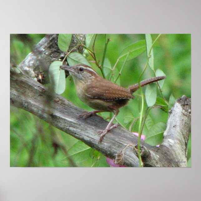 Carolina Wren Poster (Frente)