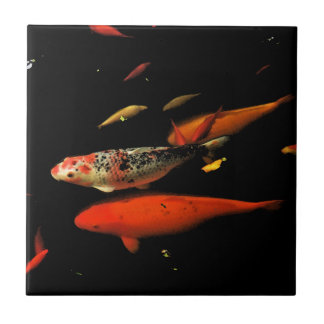 Carpa de Koi