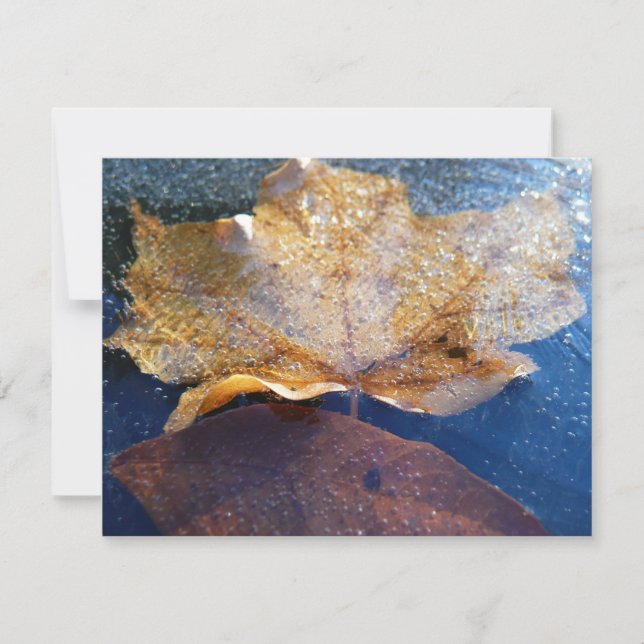 Carpintaria Amarelo Congelada Folha de outono (Frente)