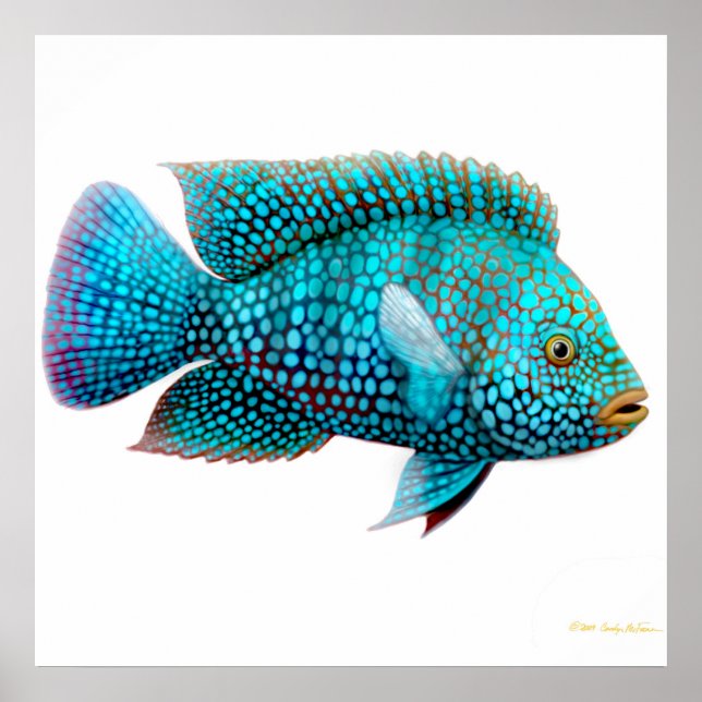 Carpintis Texas Cichlid Poster (Frente)
