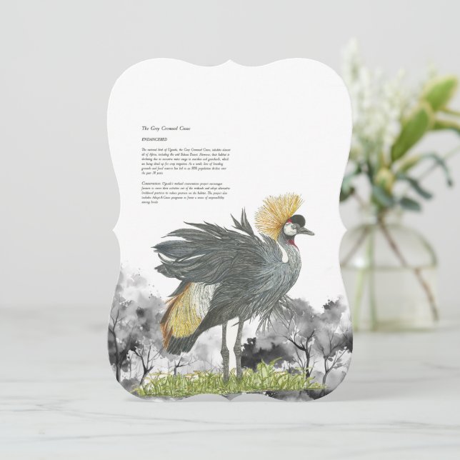 Carrana-de-Cinza Ameaçada Majestosa (Em pé/Frente)