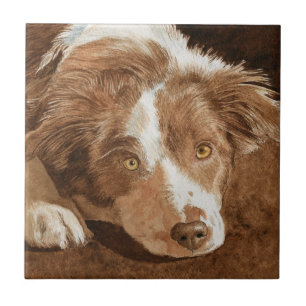 Carriça o filhote de cachorro de border collie