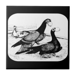 Carrier Pigeons Loft Cena 1980