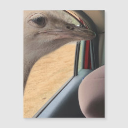 Carro Ostrich Magnet