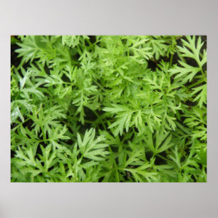 Carrot Tops Impressão