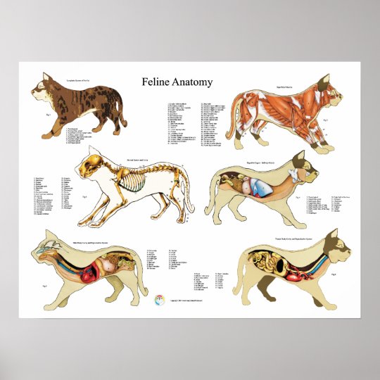 Carta da parede do poster da anatomia do gato  Zazzle