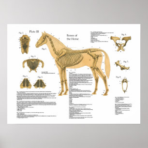 Carta esqueletal do poster da anatomia do cavalo