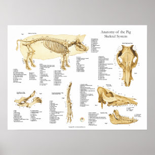 Carta esqueletal Porcine do poster da anatomia do