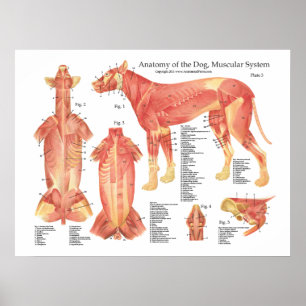 Carta muscular do poster da anatomia do cão