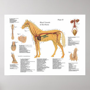 Carta vascular do poster da anatomia do cavalo