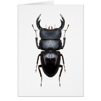 Cartão オオクワ・Dorcus