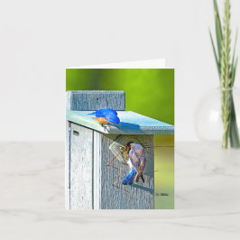 Cartão 020 Bluebird Nesting Note Card 4.25x5.5 Matte