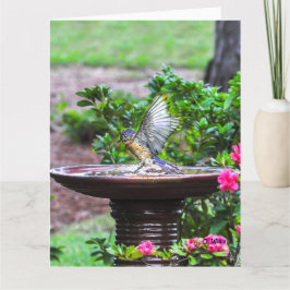 Cartão 030 Bluebird Bath Big Card 8.5x11 Matte