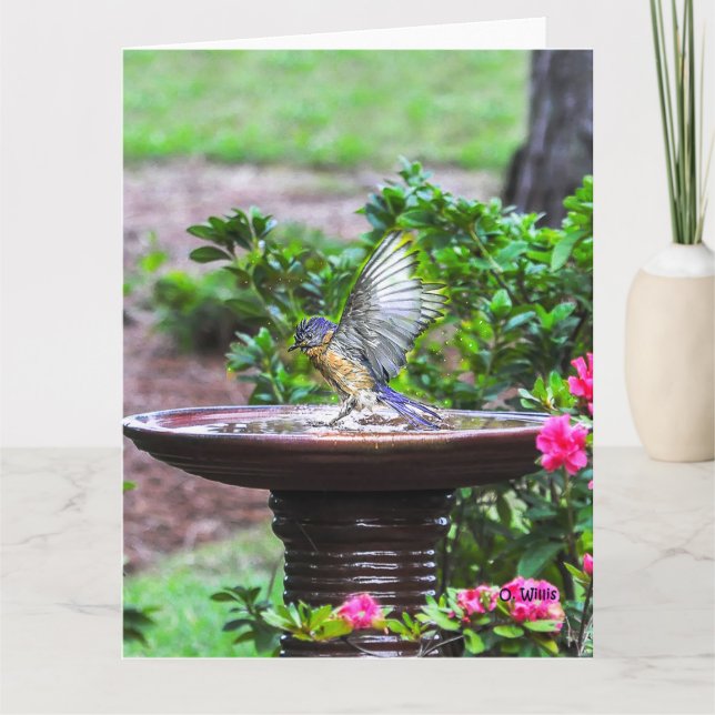 Cartão 030 Bluebird Bath Big Card 8.5x11 Matte (Frente)