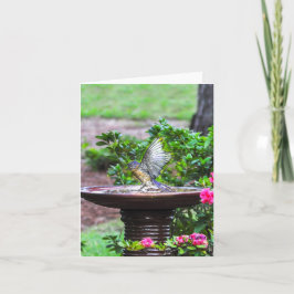 Cartão 030 Bluebird Bath Note Card 4.25x5.5 Matte