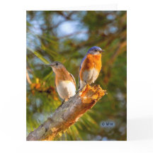040 Bluebird Courtship Big Card 8.5x11 Matte