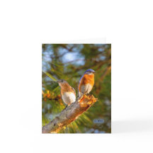 040 Bluebird Courtship Note Card 4.25x5.5 Matte