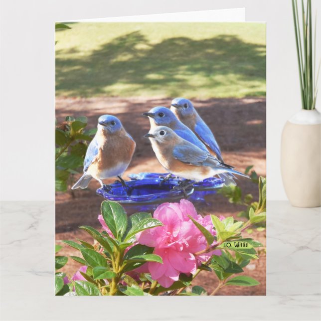Cartão 050 Bluebirds Forever Big Card 8.5x11 Matte (Frente)
