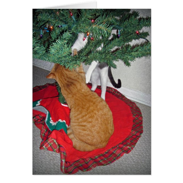 Cartão 12 Gatos a-Subindo (Frente)