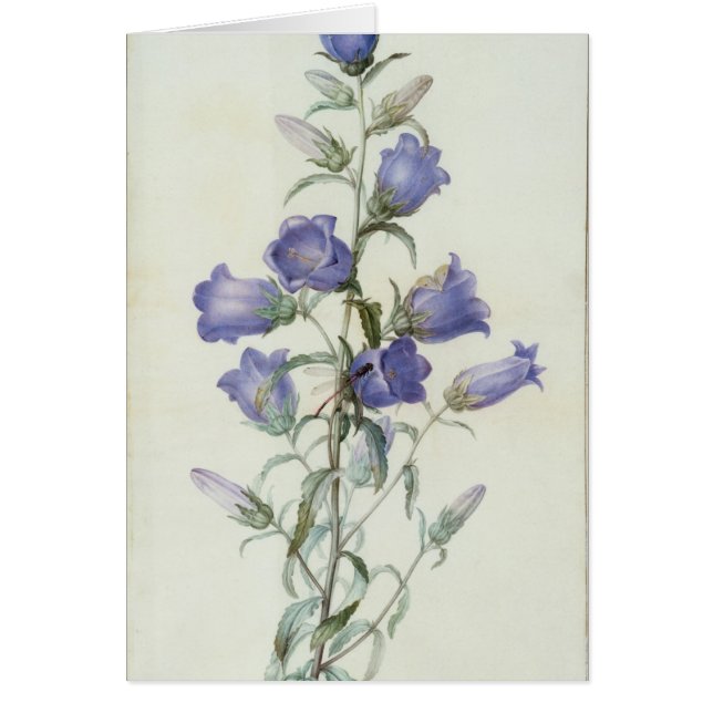 Cartão 15: Campanula: Meio 1787 (Frente)