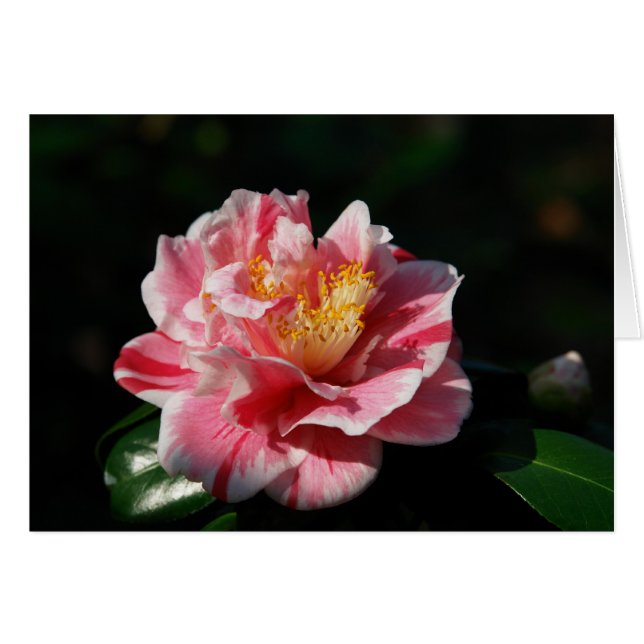 Cartão 167 - Personalizado (Frente horizontal)