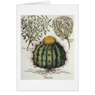 Cartão 1.Melocactus; aperta de 2.Rosa Hiericontea; 3.Rosa
