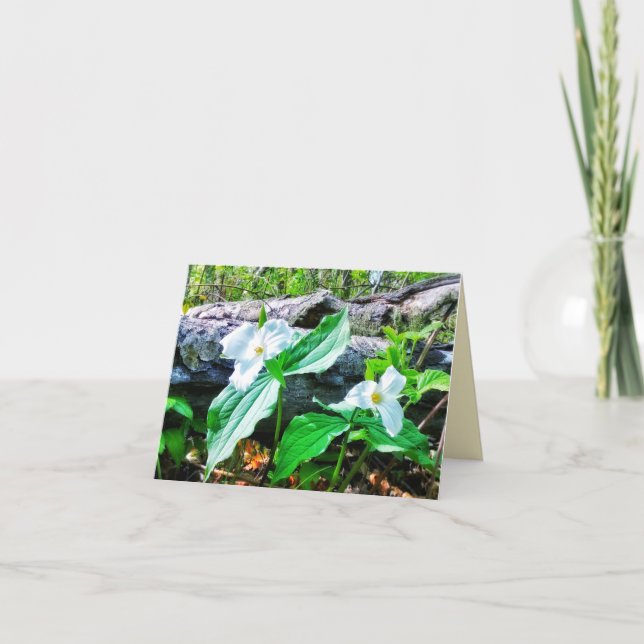 CARTÃO 1CARTÃO DE GREETING TRILLIUMS (Frente)