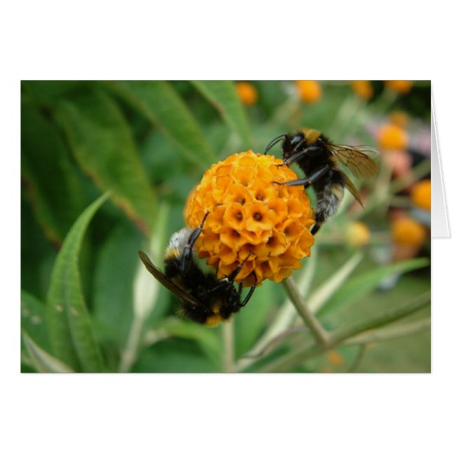 Cartão 2 abelha ou não 2 abelha (Frente Horizontal)