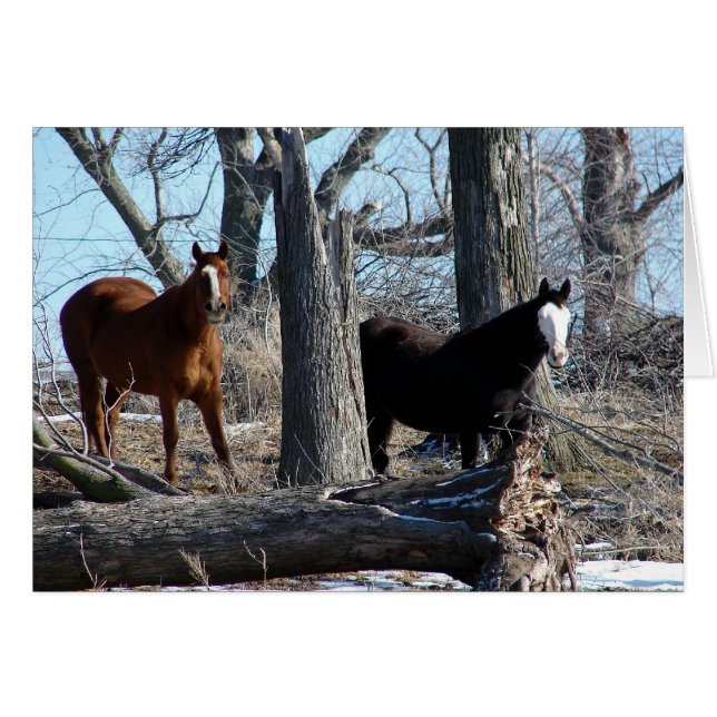 Cartão 2 Cavalos (Frente Horizontal)