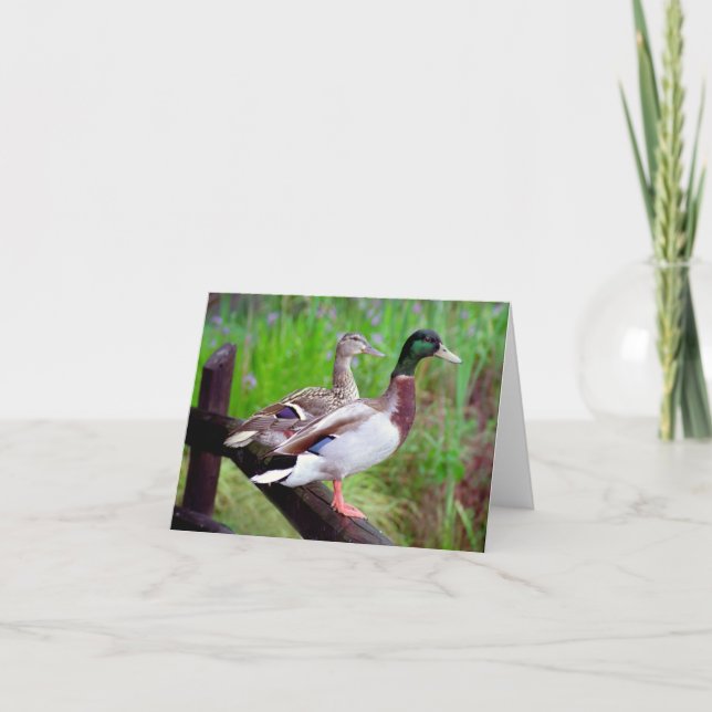 Cartão 2 Mallards On a Fence Note Card (Frente)