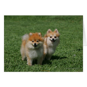 Cartão 2 Pomeranians que olha a câmera